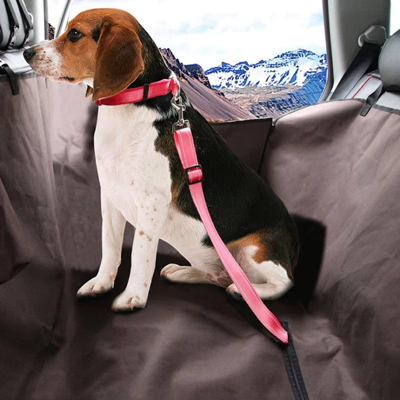 Ceinture de sécurité pour chien (voiture)