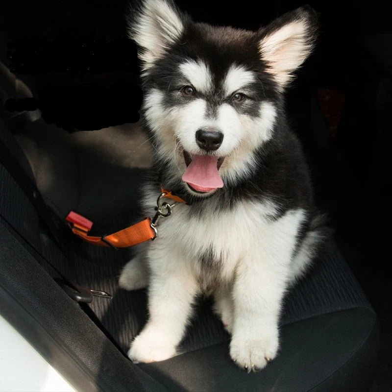 Ceinture de sécurité pour chien (voiture)