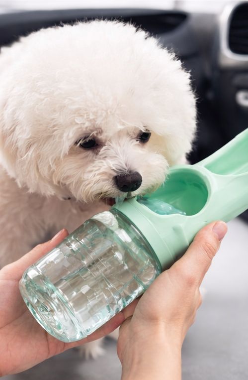 Bouteille d’eau portable pour chien