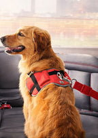 Ceinture de sécurité pour chien (voiture)
