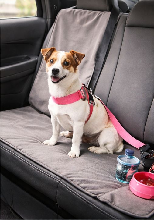 Ceinture de sécurité pour chien (voiture)